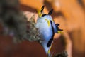 A Crowned nudibranch Polycera capensis