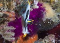 A Crowned nudibranch Polycera capensis photographed from the side.