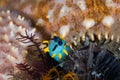 Crowned nudibranch Polycera capensis underwater