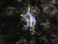 A Crowned nudibranch (Polycera capensis) underwater