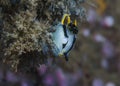 Crowned nudibranch Polycera capensis white or grey body Royalty Free Stock Photo