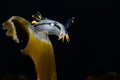 Crowned nudibranch Polycera capensis white sea slug with black and yellow