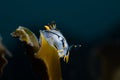 Crowned nudibranch Polycera capensis white sea slug with black and yellow