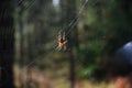 Crowned orbweaver garden spider on cobweb in natural forest habitat