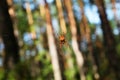 Crowned orbweaver garden spider on cobweb in natural forest habitat