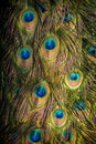 Crowned peacock detail in nature