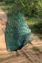Crowned peacock with outstretched tail