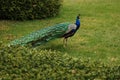 The crowned peacock, Pavo cristatus, is also sometimes called the blue peacock.