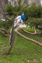 Crowned Peacock - Pavo cristatus sitting on a low tree