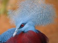 Crowned Pigeon