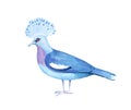 Crowned pigeon, watercolor illustration isolated on white background.