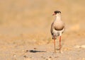 Crowned Plover Royalty Free Stock Photo