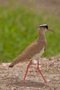 Crowned Plover Royalty Free Stock Photo