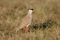 Crowned plover Royalty Free Stock Photo
