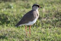 Crowned Plover Bird Royalty Free Stock Photo