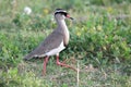 Crowned Plover Bird Royalty Free Stock Photo