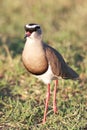 Crowned Plover Bird Royalty Free Stock Photo