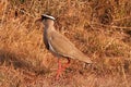 CROWNED PLOVER IN DRY GRASS Royalty Free Stock Photo