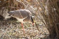 Crowned plover feeding Royalty Free Stock Photo
