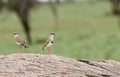 Crowned Plover Royalty Free Stock Photo