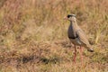 Crowned plover portrait Royalty Free Stock Photo