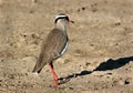 Crowned plover (Vanellus coronatus) Royalty Free Stock Photo