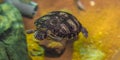 Crowned river turtle swimming in the water animal water reptile pet portrait