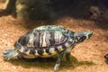 Crowned river turtle with yellow stripes swimming underwater water reptile animal portrait