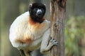 Crowned sifaka Royalty Free Stock Photo