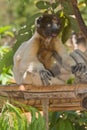 Crowned Sifaka Royalty Free Stock Photo