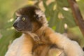 Crowned Sifaka Royalty Free Stock Photo