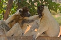 Crowned Sifaka Royalty Free Stock Photo