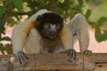 Crowned Sifaka