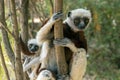 Crowned sifaka lemur Propithecus coronatus .With baby. Wild nature.Close up.