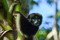 Crowned sifaka lemur Propithecus coronatus Ã¢â¬â portrait, , Madagascar nature