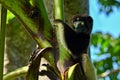 Crowned sifaka lemur Propithecus coronatus Ã¢â¬â portrait, , Madagascar nature