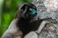 Crowned sifaka lemur Propithecus coronatus Ã¢â¬â portrait, , Madagascar nature