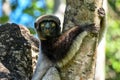 Crowned sifaka lemur Propithecus coronatus Ã¢â¬â portrait, , Madagascar nature
