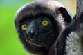 Crowned sifaka lemur Propithecus coronatus Ã¢â¬â portrait, , Madagascar nature