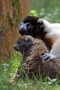 crowned sifaka and Lac Alaotra bamboo lemur Royalty Free Stock Photo