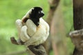 Crowned sifaka Royalty Free Stock Photo