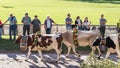 Cattle Show 2018 in Flums, Switzerland