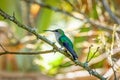 Crowned woodnymph (Thalurania colombica) female hummingbird. Minca Sierra Nevada. Wildlife birdwatching in Colombia