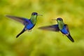 Crowned Woodnymph, Thalurania colombica, hummingbird in the family Trochilidae. Blue green bird sitting on the branch in dark