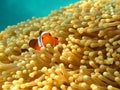 Crownfish or Anemonefish, well known as Nemo, in S Royalty Free Stock Photo