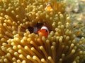 Crownfish or Anemonefish, well known as Nemo, in Sea Anemone Royalty Free Stock Photo