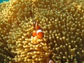 Crownfish or Anemonefish, well known as Nemo, in Sea Anemone Royalty Free Stock Photo