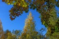 Crowns of autumn trees with colorful leaves against blue sky. or Autumn mood scene. Indian summer selective focus photography.