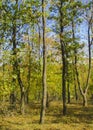 Crowns of autumn trees