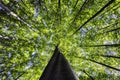 Crowns of beech trees with leaves